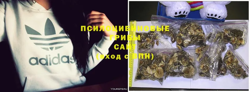 Псилоцибиновые грибы Magic Shrooms  где купить наркоту  Дудинка 